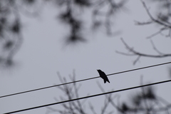 Corvus macrorhynchos