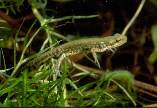Italian newt, photo 6 of 7