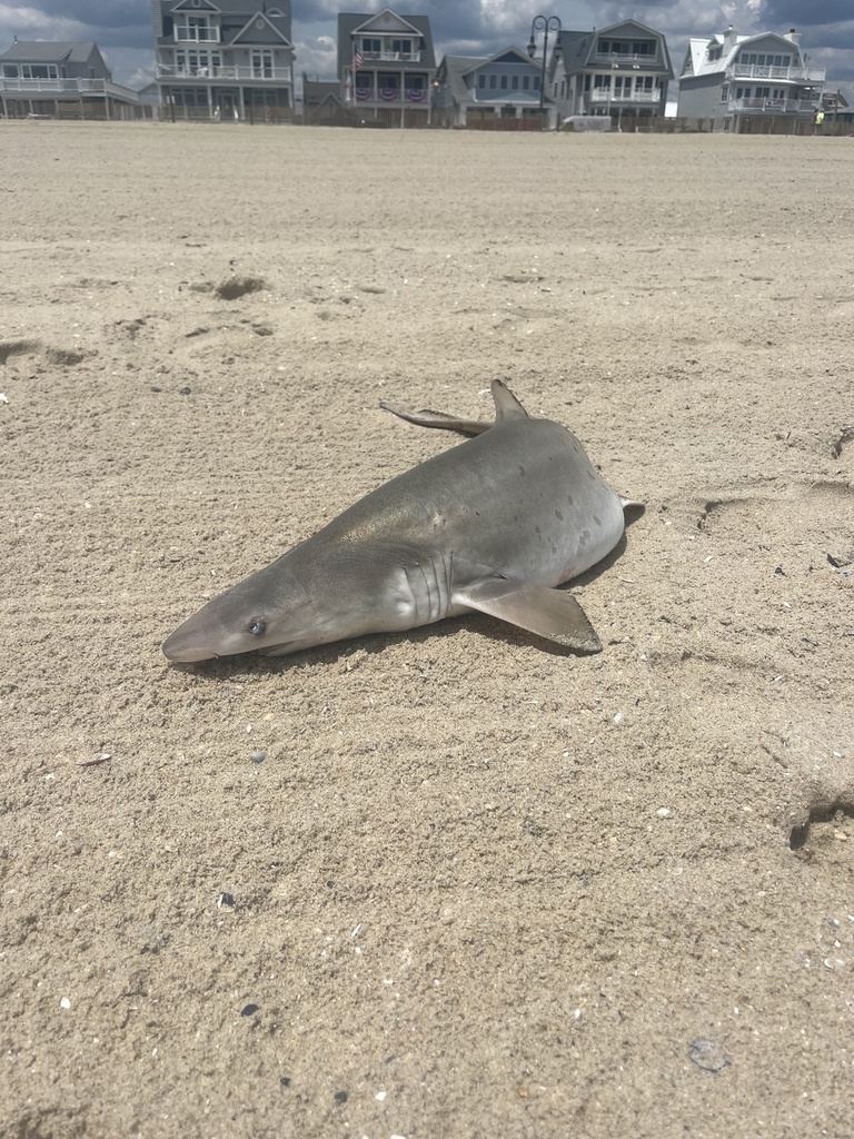 Sand Tiger Shark from Belmar Beach 5th Ave, Belmar, NJ, US on June 9 ...