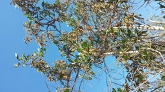 Mundulea