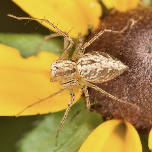 Oxyopes aglossus photo 4