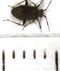 Charagochilus
