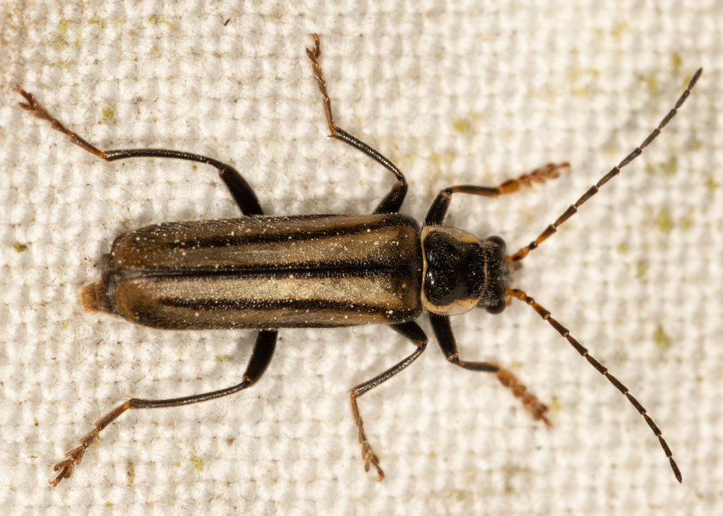 Cantharis pyrenaea