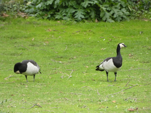 Barnacla cariblanca (Branta leucopsis)