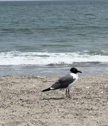 Laughing Gull photographed in New York