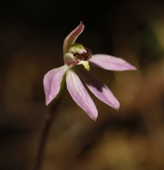 Caladenia variegata