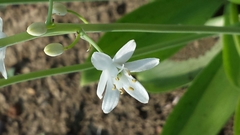 Ornithogalum convallarioides image