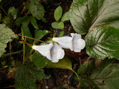 Sinningia eumorpha