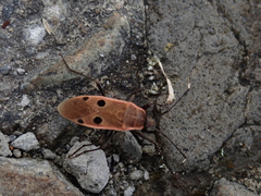 Physopelta quadriguttata