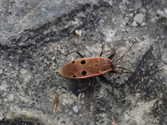 Physopelta quadriguttata