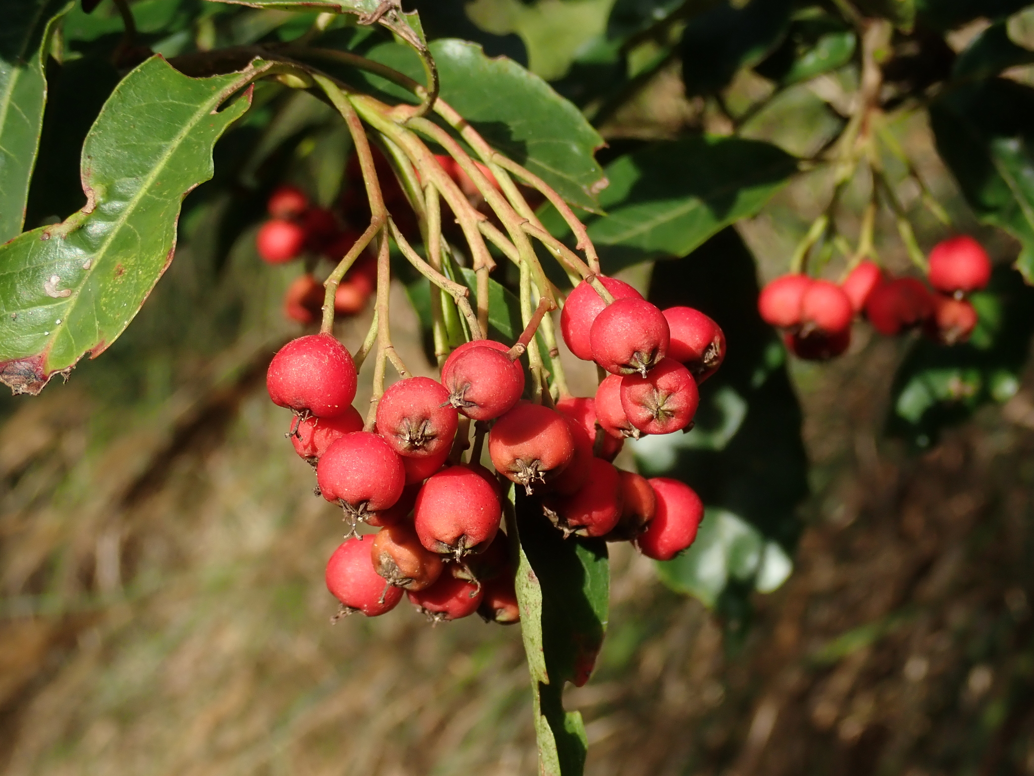 Photinia niitakayamensis