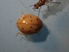 Harmonia sedecimnotata