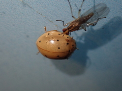 Harmonia sedecimnotata