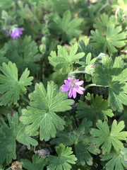Geranium molle