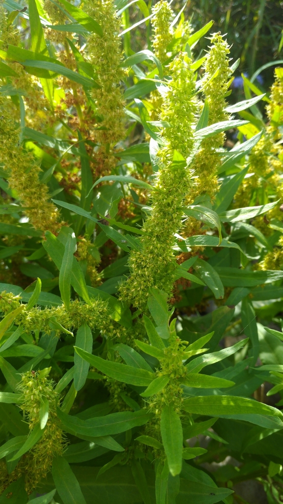 Rumex trisetifer (Rumex trisetifer)