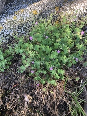 Geranium molle