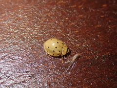 Harmonia sedecimnotata