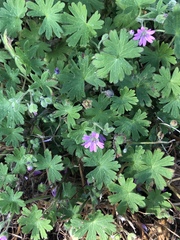 Geranium molle