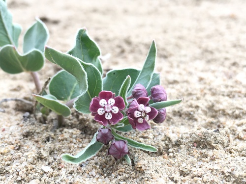 Image of Asclepias sanjuanensis by (c) Martin Purdy, some rights reserved (CC BY)