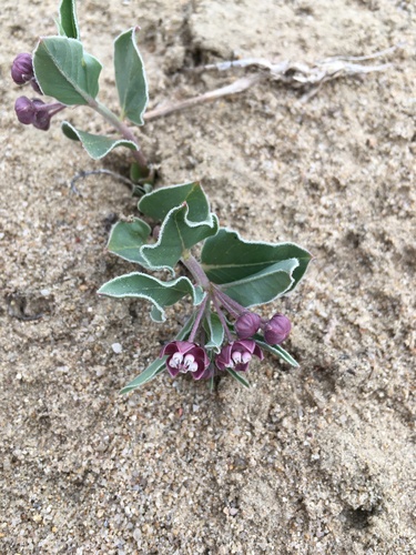 Image of Asclepias sanjuanensis by (c) Martin Purdy, some rights reserved (CC BY)