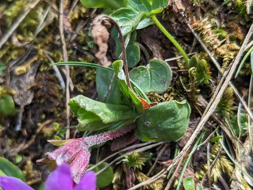 Image of Entire-Leaved Primrose (Primula integrifolia) by (c) Laura J. Costello, some rights reserved (CC BY)