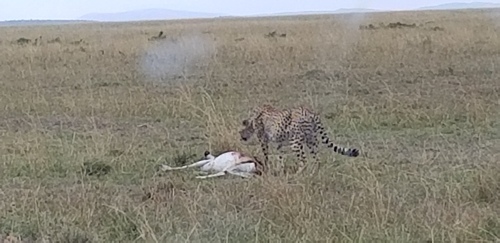 Cheetah