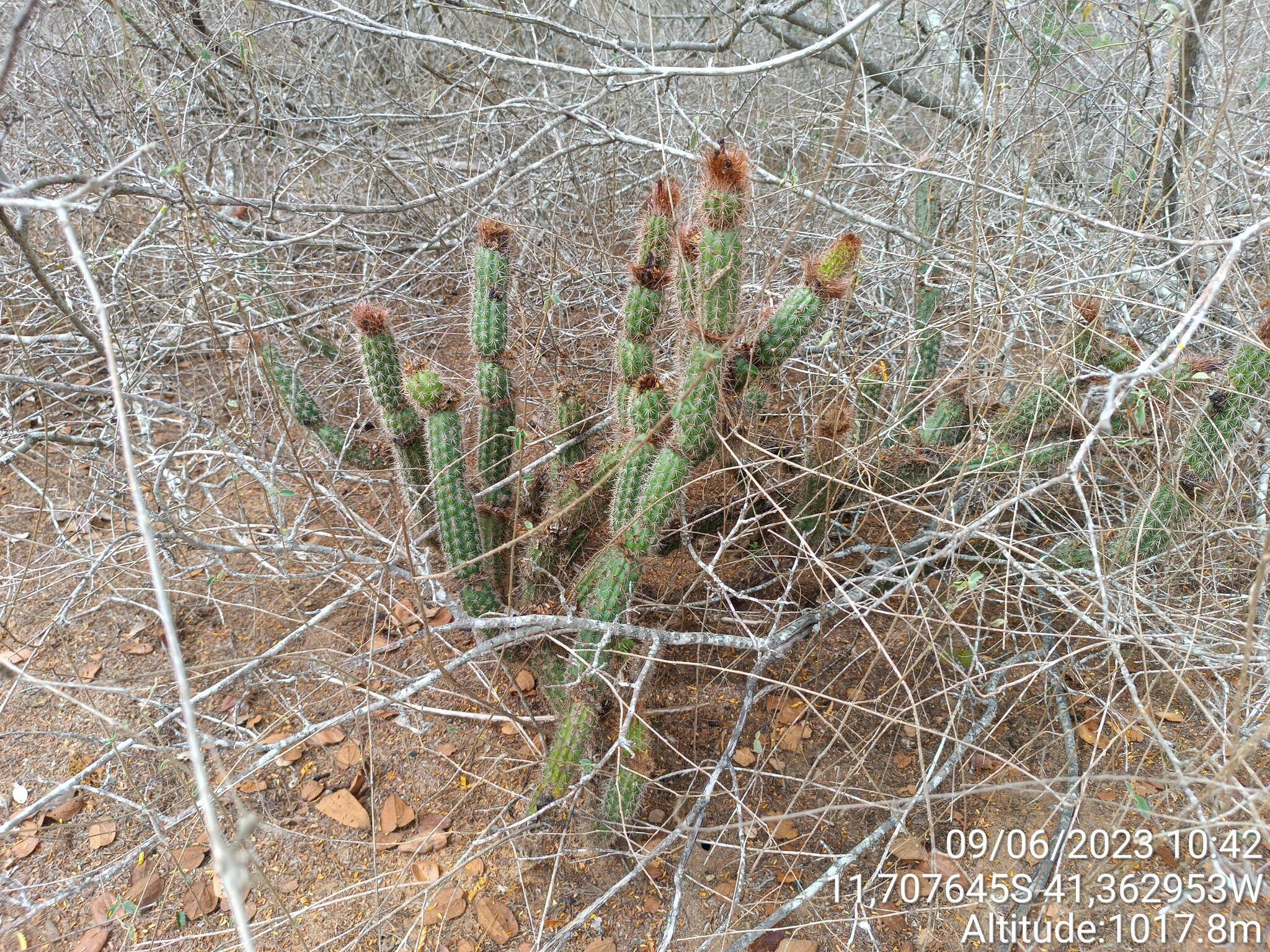 Arrojadoa rhodantha