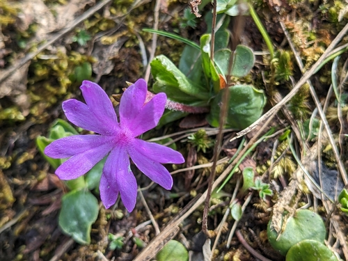 Image of Primula integrifolia by (c) Laura J. Costello, some rights reserved (CC BY)