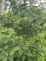 Caesalpinia pulcherrima image