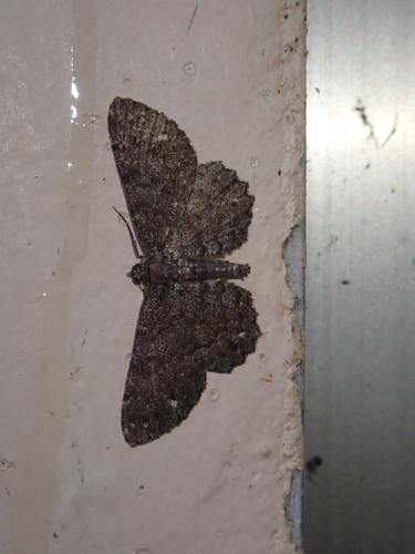 Abaciscus alishanensis