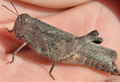 California Sulphur-winged Grasshopper photo 5
