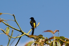Icterus melanopsis