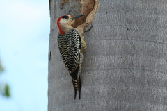 Melanerpes superciliaris