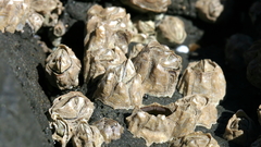 Chthamalus antennatus