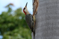 Melanerpes superciliaris