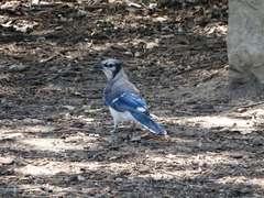 Cyanocitta cristata