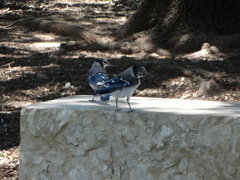 Cyanocitta cristata