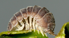 Eluma caelata