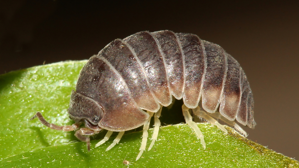 Velvety Pill Woodlouse
