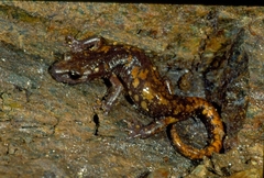 Strinati's Cave Salamander photo 4