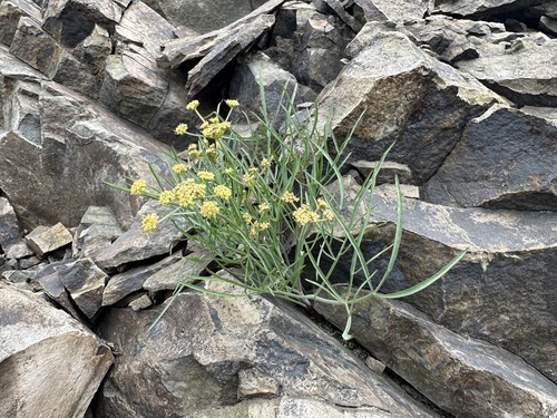 nineleaf biscuitroot (Lomatium triternatum)