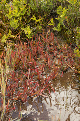 Drosera murfetii