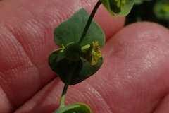 Euphorbia striata