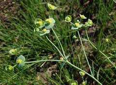 Euphorbia striata