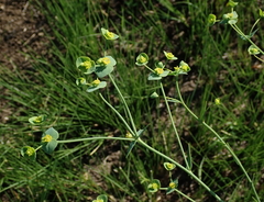 Euphorbia striata