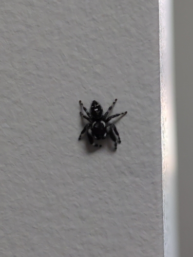 Bold Jumping Spider photographed in North Carolina