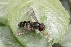 Dasysyrphus