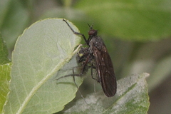 Empis borealis