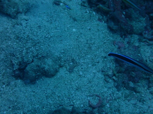Bluestreak Cleaner Wrasse (Labroides dimidiatus)