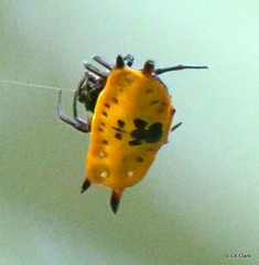 Gasteracantha quadrispinosa